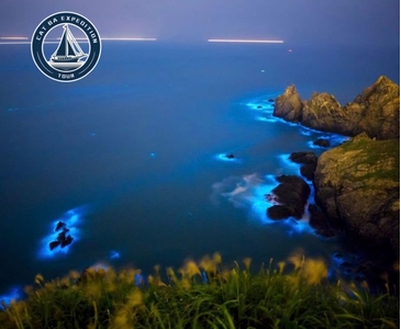 Discover the Best Bioluminescent Plankton Cat Ba Season