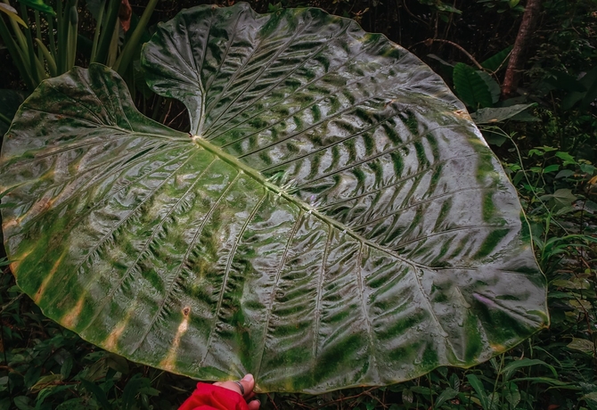 CAT BA</br>ONE DAY TREKKING