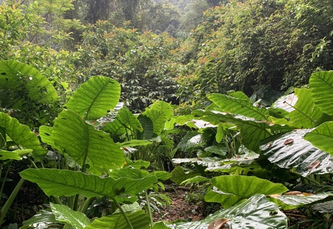CAT BA</br>ONE DAY TREKKING