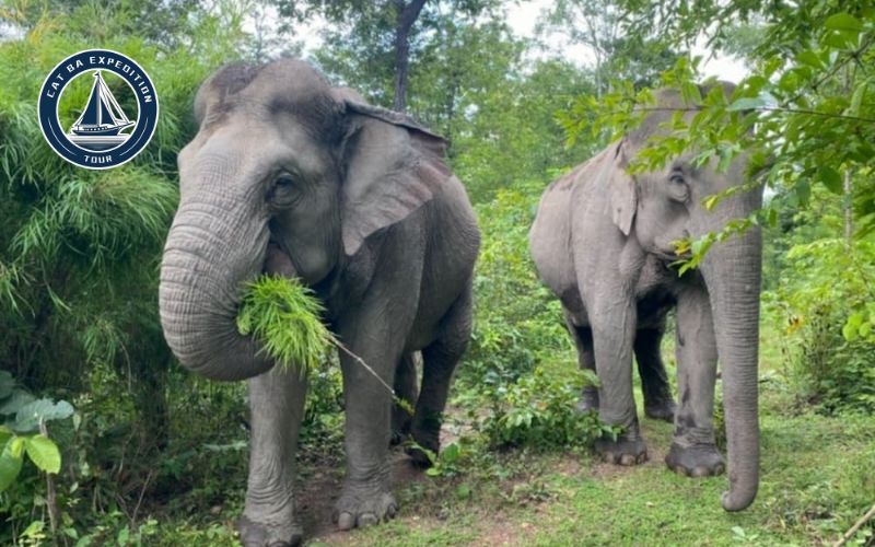 Yok Don National Park