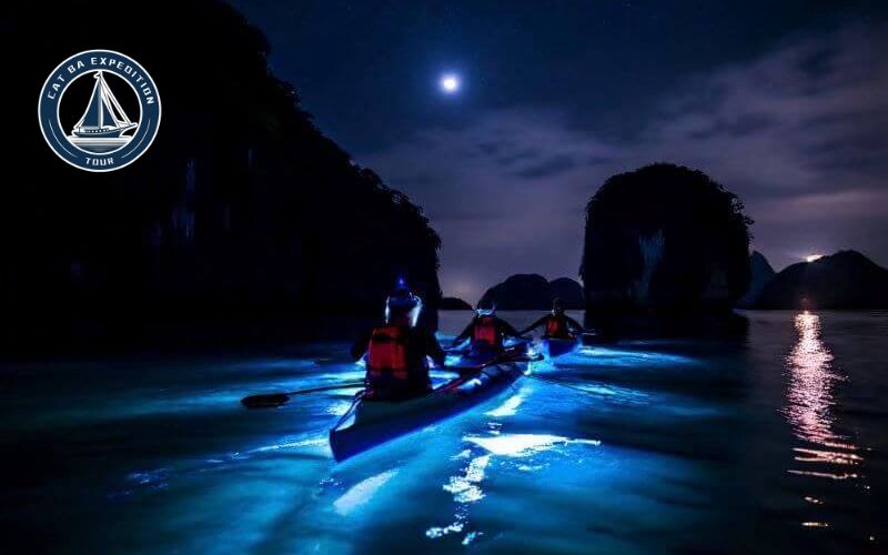 What Is Bioluminescent Plankton?