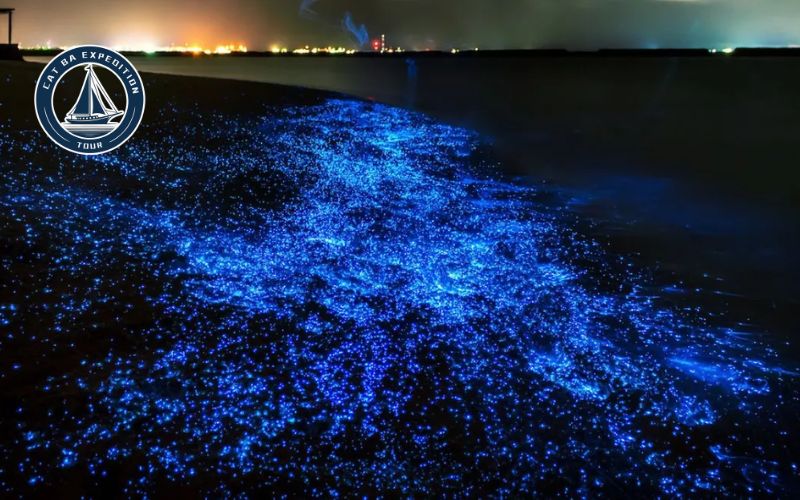 Best Bioluminescent Plankton Cat Ba Season