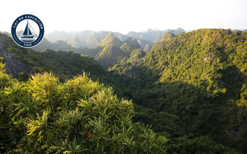 What to See the Top of Ngu Lam Peak