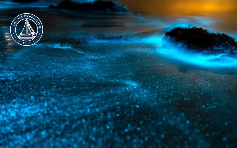 What Is Bioluminescence?