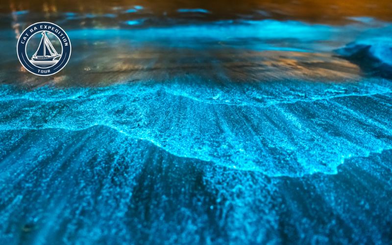 Two Types of Bioluminescence