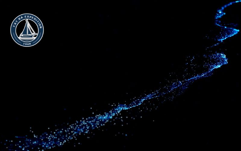 Bioluminescence in Cat Ba