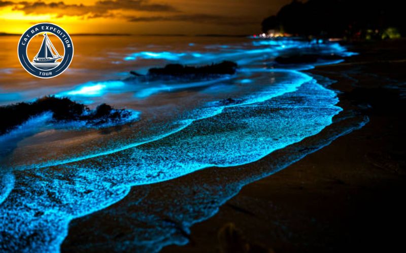 Spots to See Bioluminescent Plankton in Cat Ba