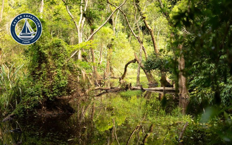 Cat Ba Expedition One Day Trekking Tour Itinerary