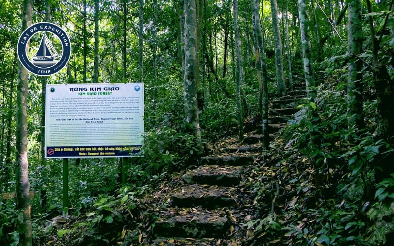 Kim Giao Forest In Cat Ba
