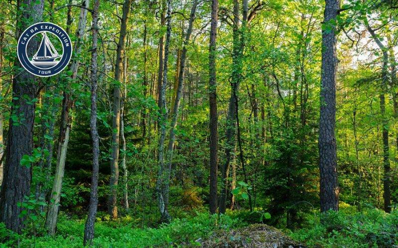 Route And Difficulty Of Kim Giao Forest Cat Ba Trek